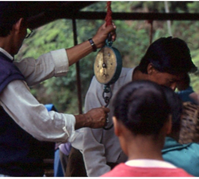 収穫した茶葉を計量